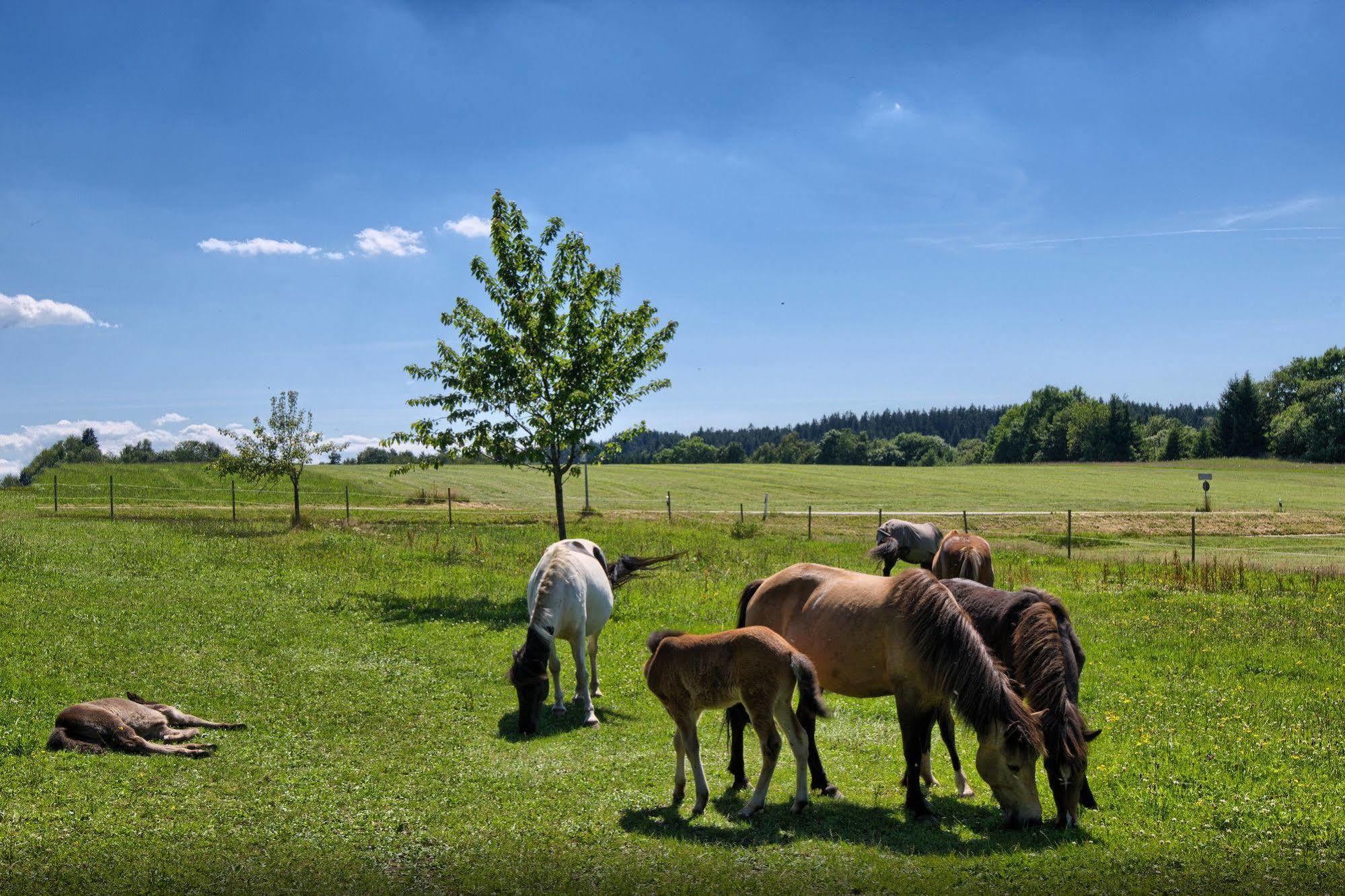 Landgasthof Zum Schwanen ฮอร์นแบร์ก ภายนอก รูปภาพ